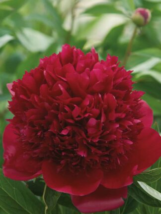 Paeonia Red Double