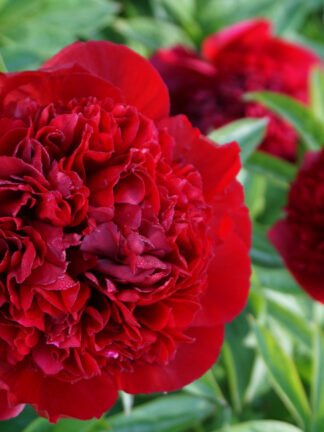 Paeonia Red Grace - case