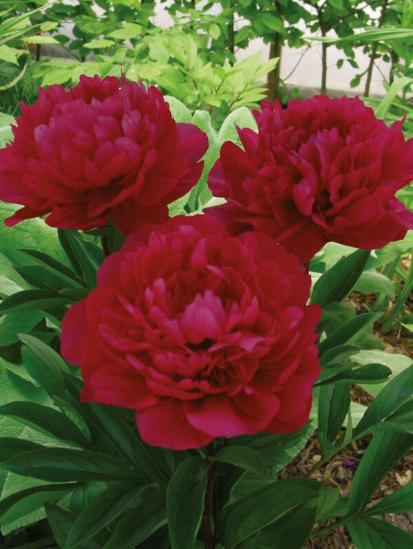 Paeonia Red Magic - case