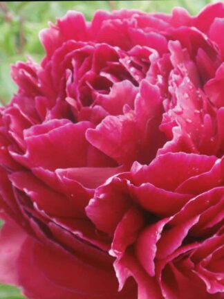Paeonia Red Sarah Bernhardt - bag
