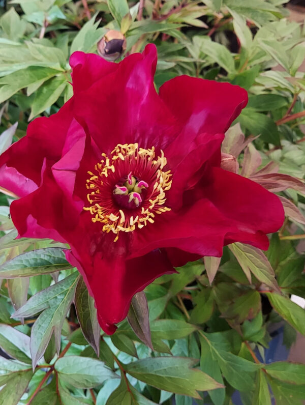 Paeonia Scarlet Heaven - bag
