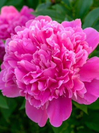 Paeonia Sebastian Maas - bag