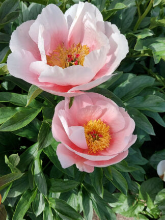 Paeonia Soft Salmon Saucer - bag