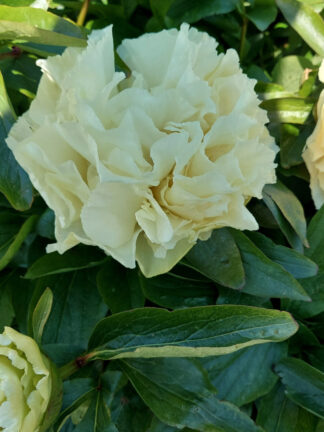 Paeonia Sunny Girl - bag