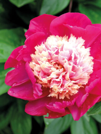 Paeonia White Cap - bag