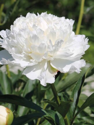 Paeonia White Double