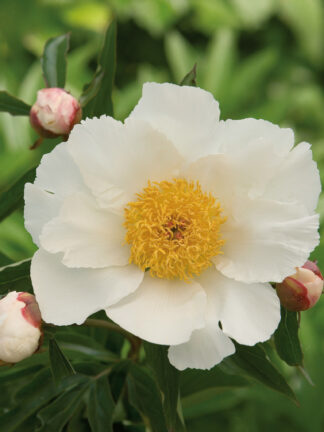Paeonia White Wings - bag