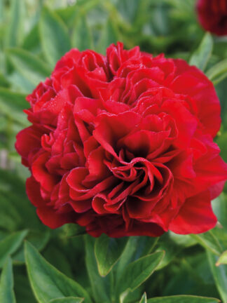 Paeonia Elize Lundy - bag