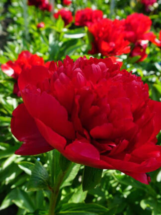 Paeonia  Christmas Velvet