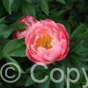 Paeonia lactiflora (S) Lovely Rose - Bag