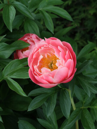 Paeonia  Lovely Rose