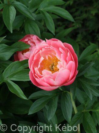 Paeonia lactiflora (S) Lovely Rose - Bag