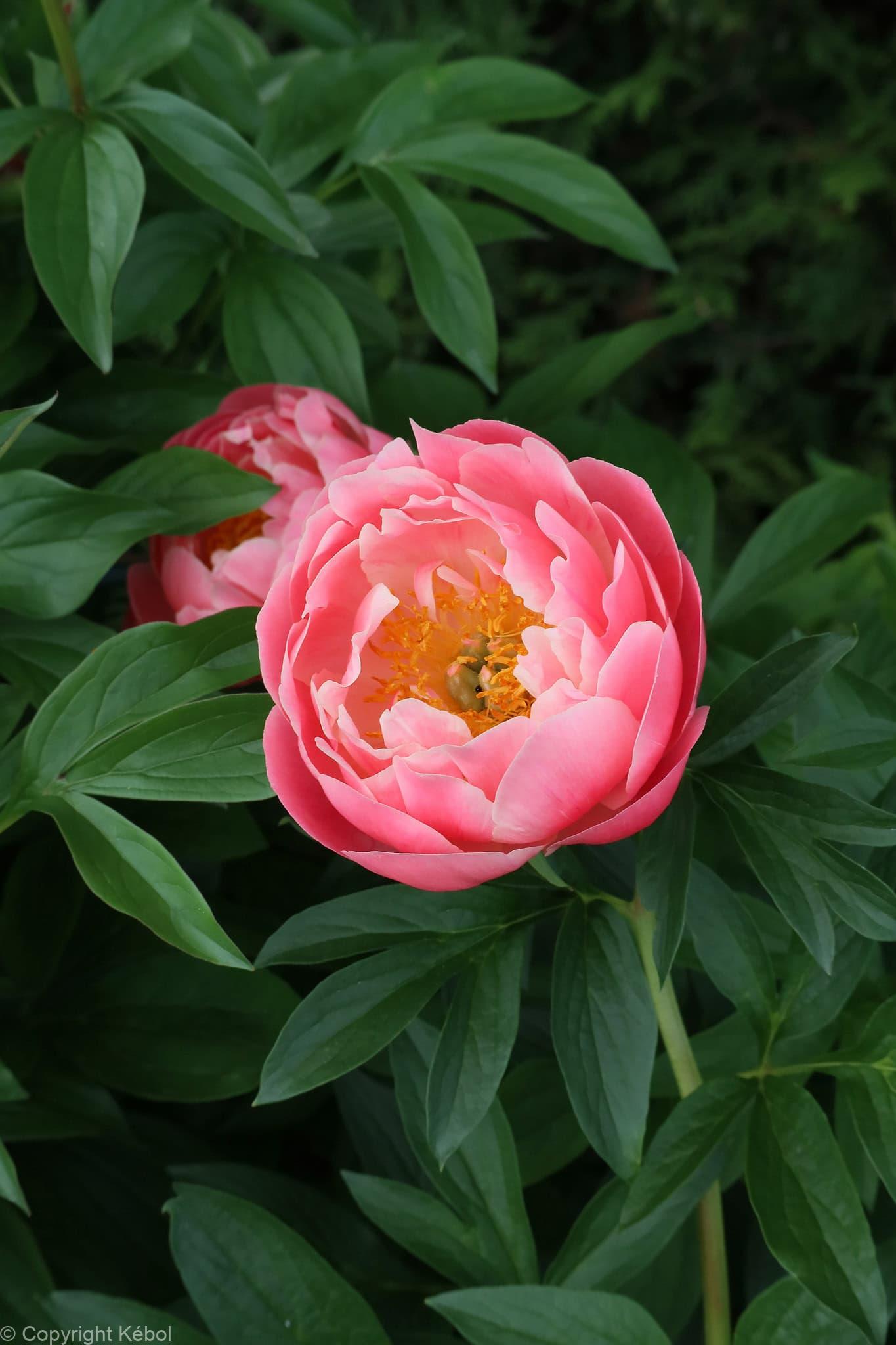 Paeonia lactiflora (S) Lovely Rose - Case