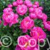 Paeonia lactiflora (S) Nice Gal - Bag