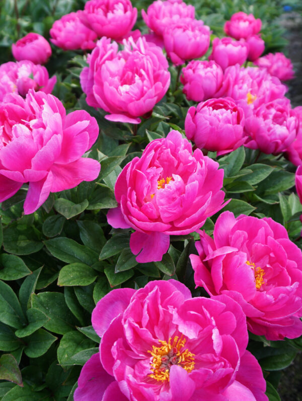 Paeonia Nice Gal - bag