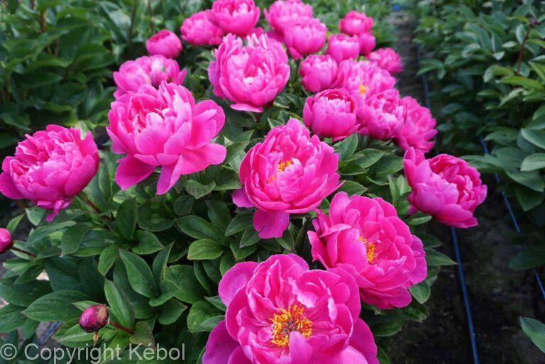Paeonia lactiflora (S) Nice Gal - Bag