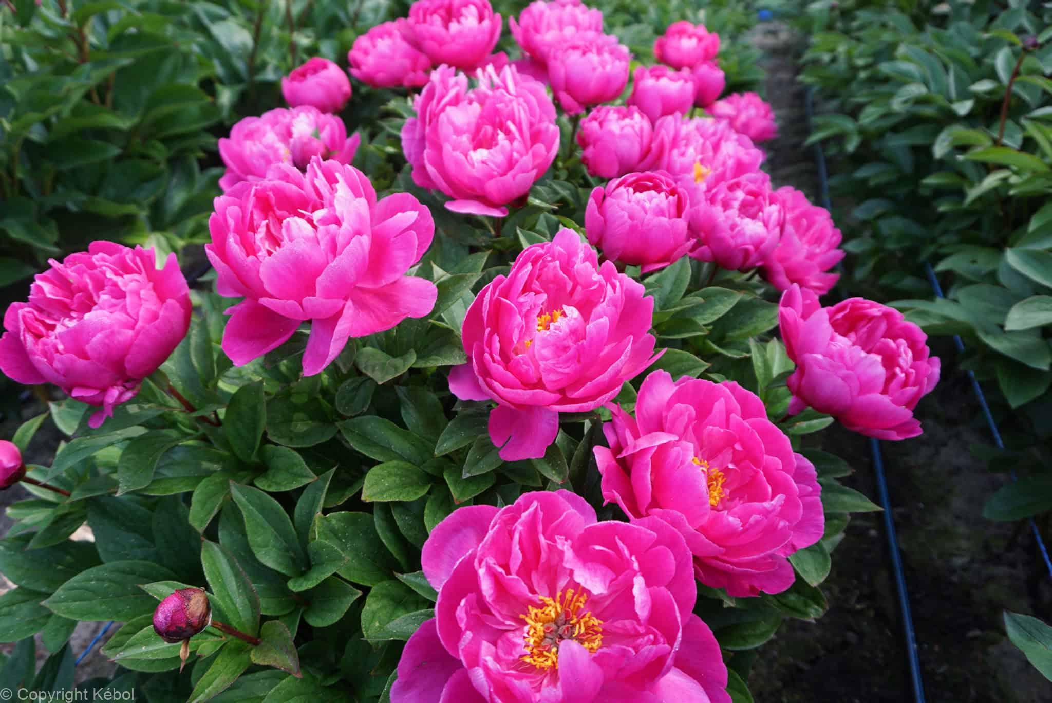 Paeonia lactiflora (S) Nice Gal - Case