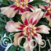 Paeonia itoh Court Jester - Bag