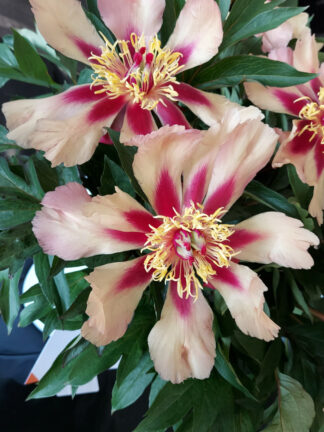 Paeonia Court Jester - bag