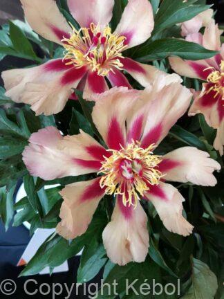 Paeonia itoh Court Jester - Case