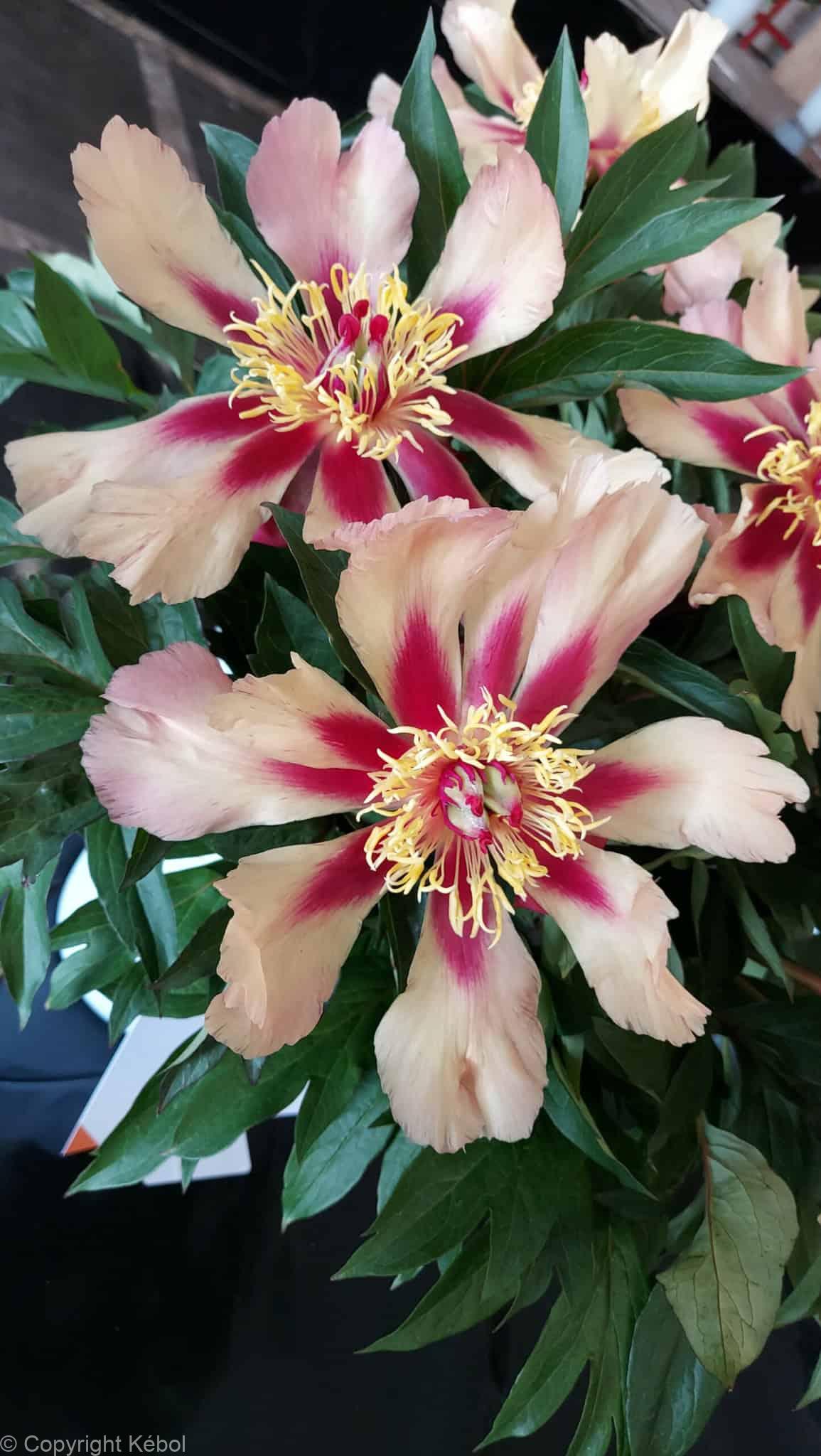 Paeonia itoh Court Jester - Case