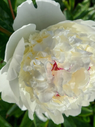 Paeonia Lancaster Imperial - case