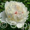 Paeonia lactiflora (D) Lancaster Imperial - Bag