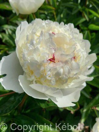 Paeonia lactiflora (D) Lancaster Imperial - Case