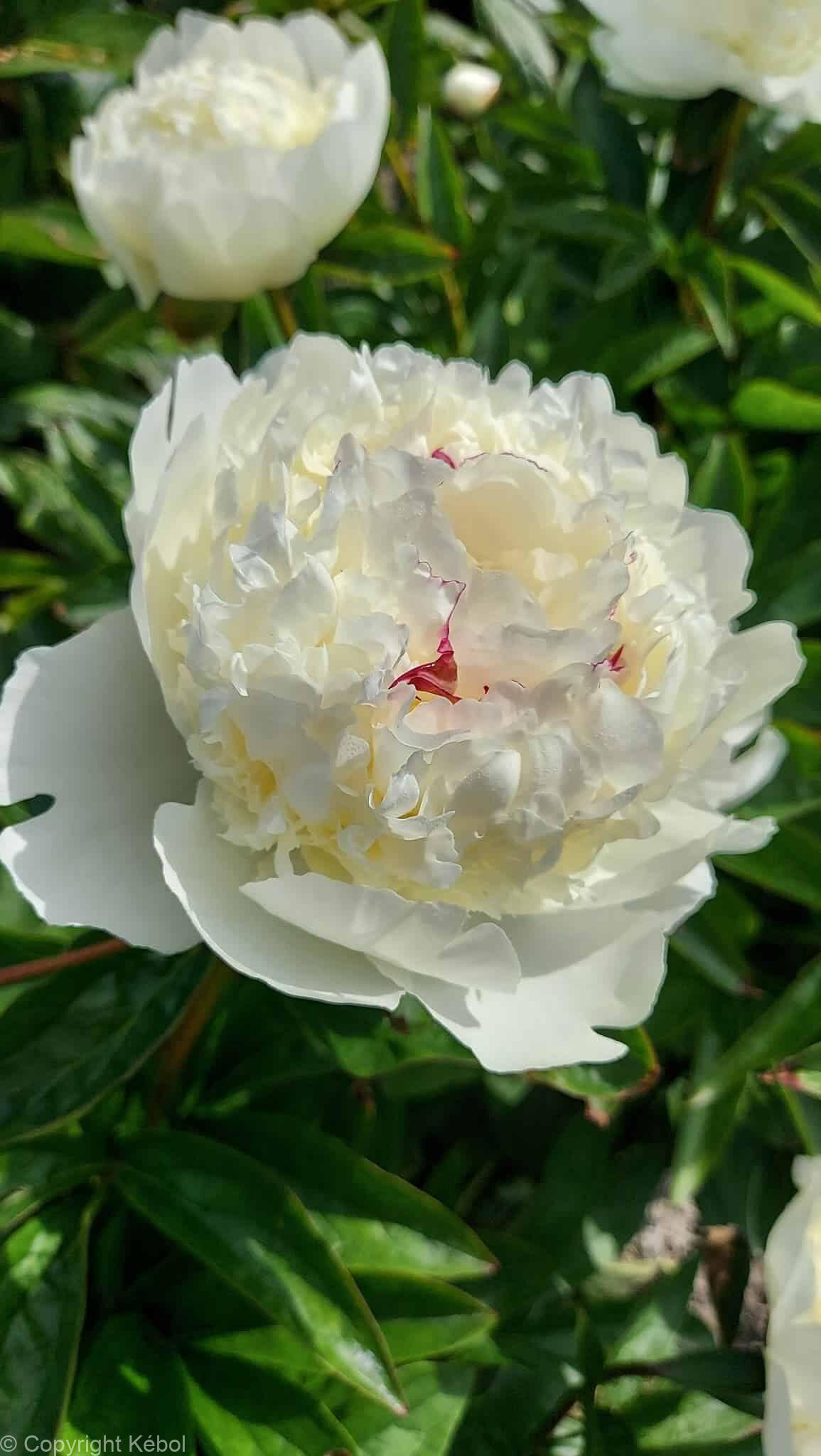 Paeonia lactiflora (D) Lancaster Imperial - Case