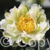 Paeonia lactiflora (S) Green Lotus - Bag