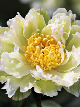 Paeonia  Green Lotus