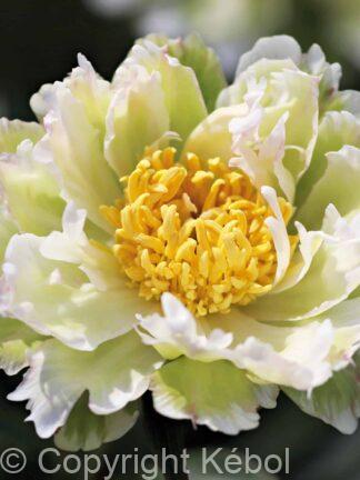 Paeonia lactiflora (S) Green Lotus - Case