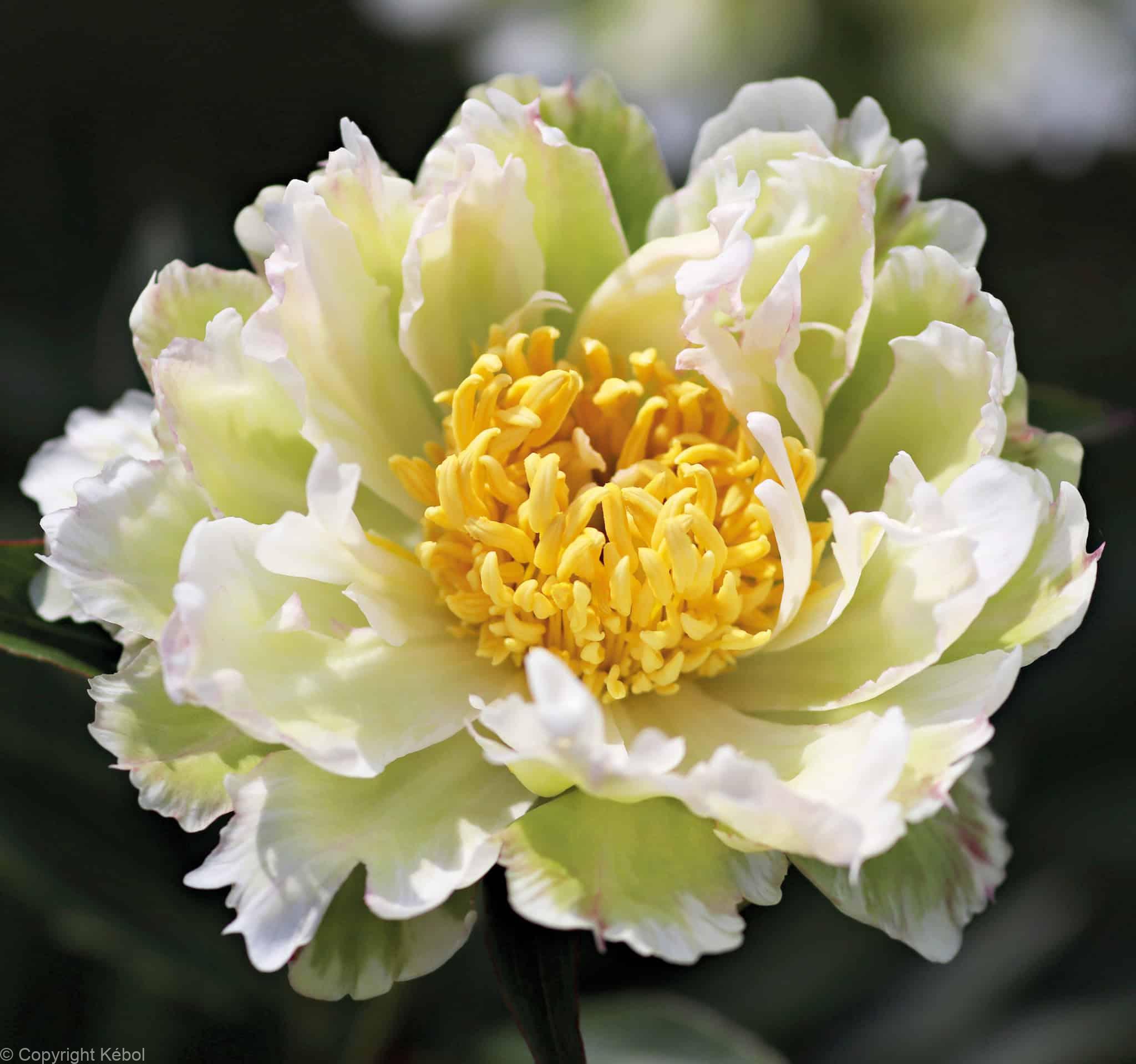 Paeonia lactiflora (S) Green Lotus - Bag