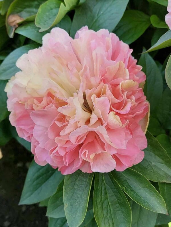 Paeonia Lois' Choice - case