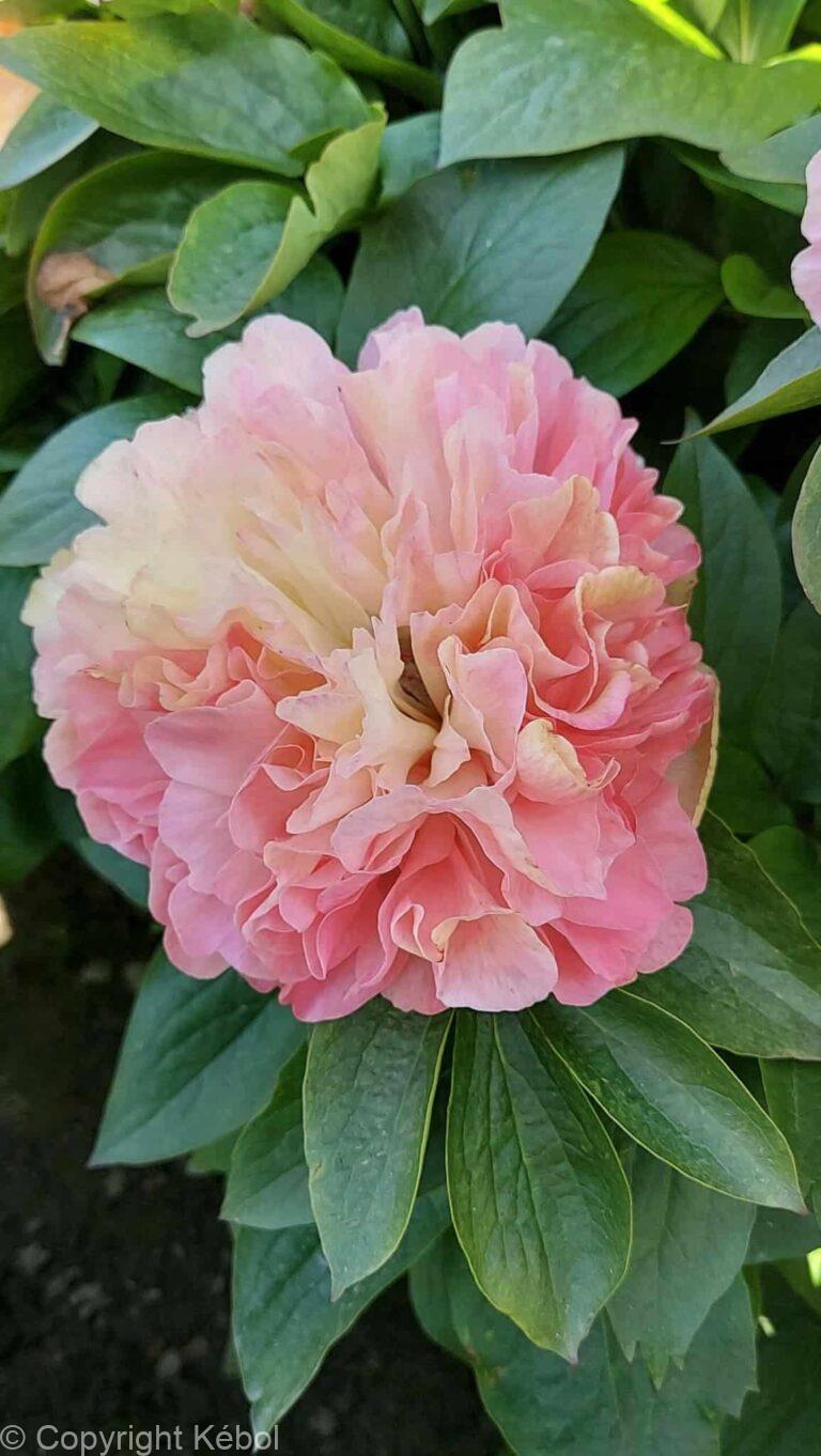 Paeonia lactiflora (D) Lois' Choice - Bag
