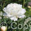 Paeonia lactiflora (D) Odile - Bag
