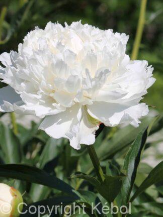 Paeonia lactiflora (D) Odile - Case