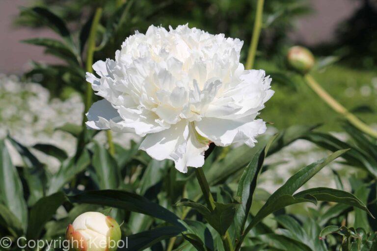 Paeonia lactiflora (D) Odile - Bag