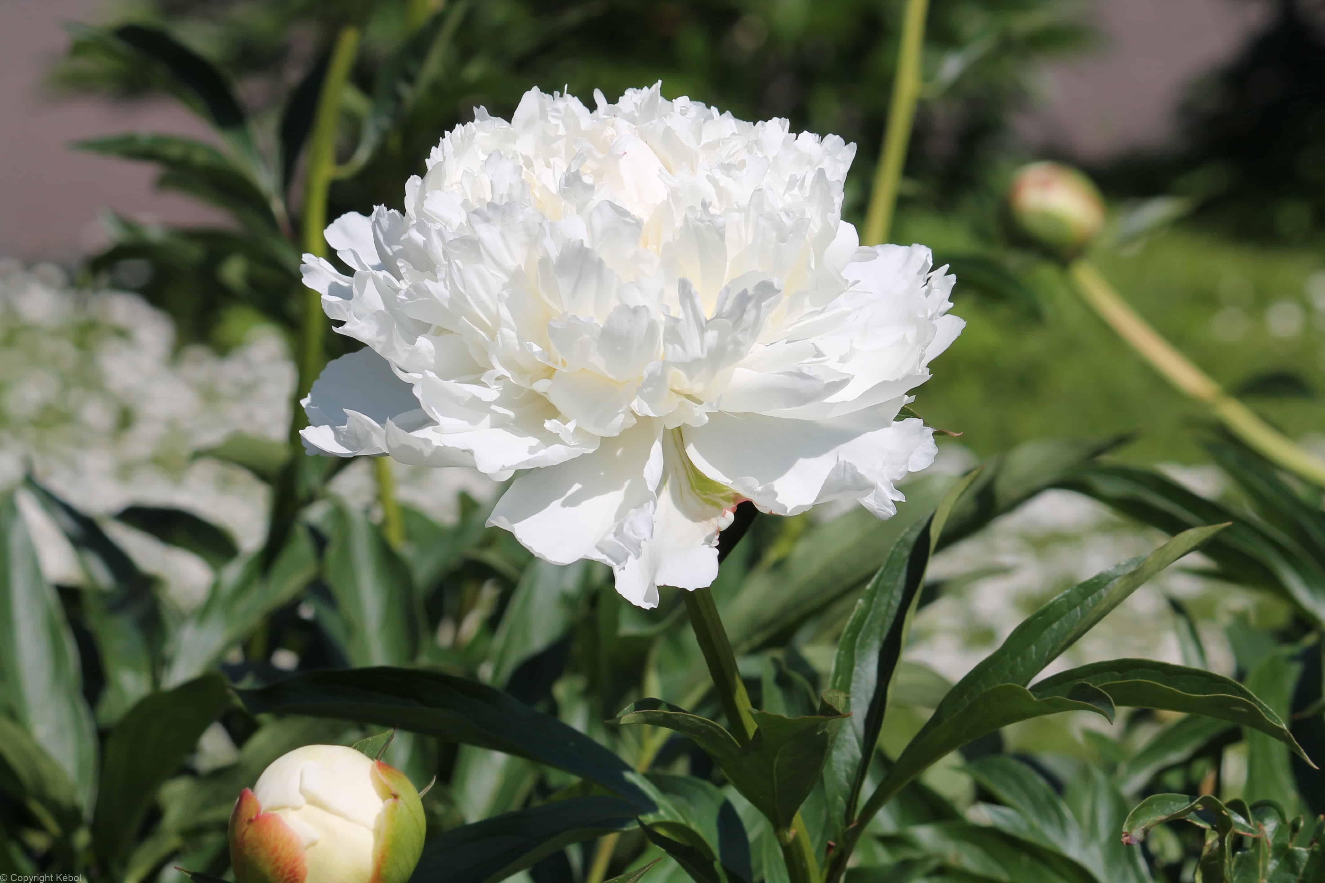 Paeonia lactiflora (D) Odile - Case