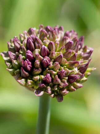 Allium Atropurpureum - bag