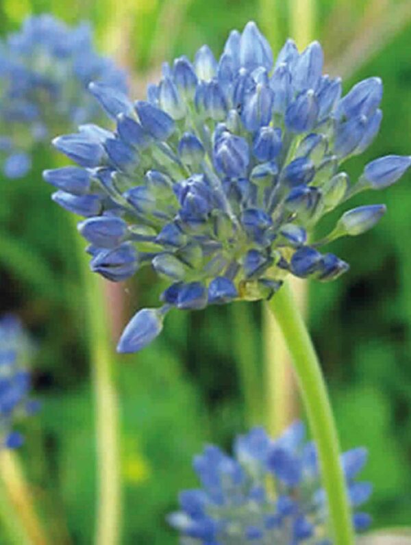Allium Caeruleum - bag