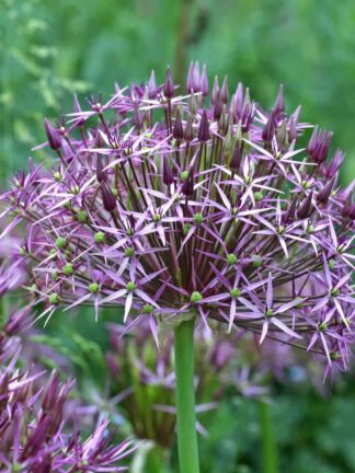 Allium Cristophii