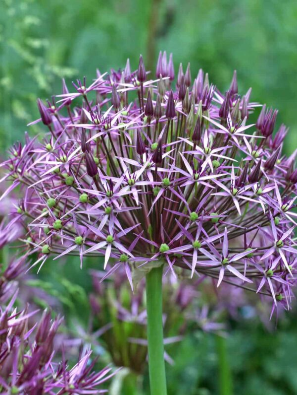 Allium Cristophii - case