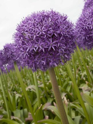 Allium Globemaster - bag