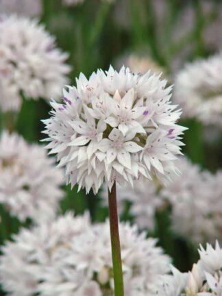 Allium Gracefull Beauty - bag