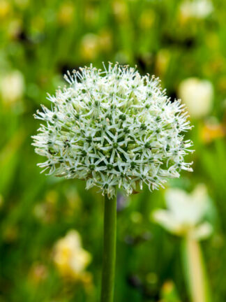 Allium Mount Everest - bag