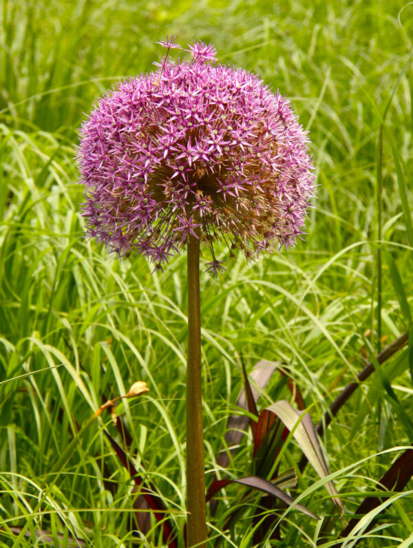 Allium Purple Sensation - bag