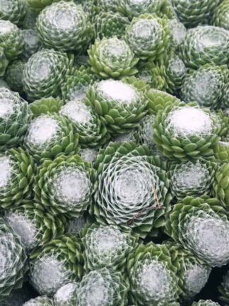 Chick Charms Cotton Candy - bag