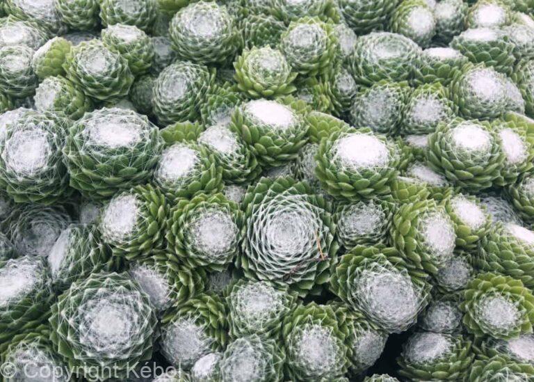 Sempervivum Chick Charms Cotton Candy