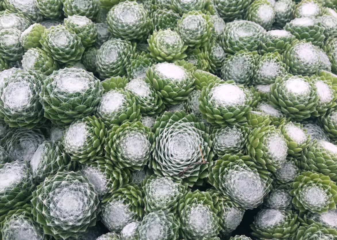 Sempervivum Chick Charms Cotton Candy